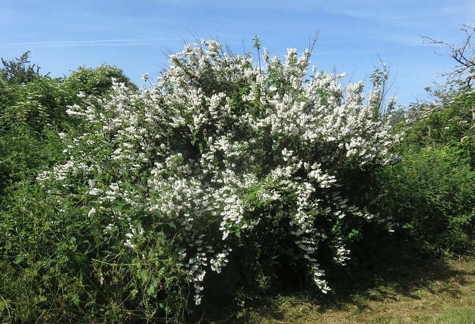 Large shrub with panicles of white flowers.