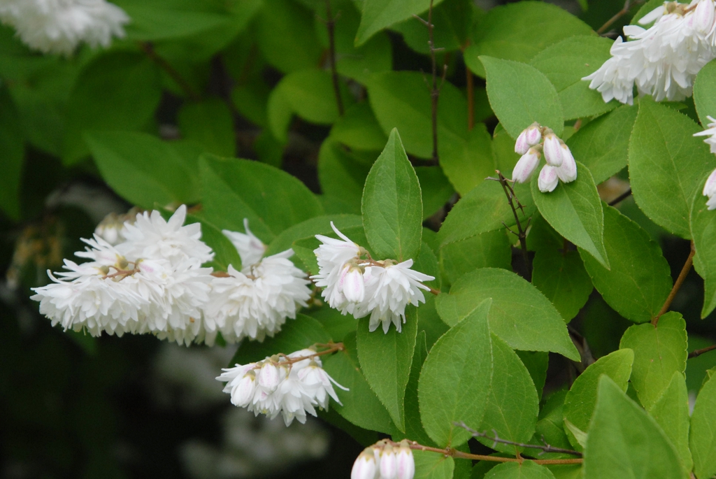 Clusters of white, pendulous flowers