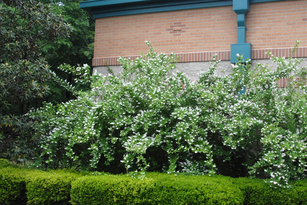 Large shrub with panicles of white flowers.