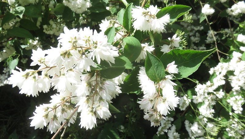 Clusters of white, five-petaled flowers.
