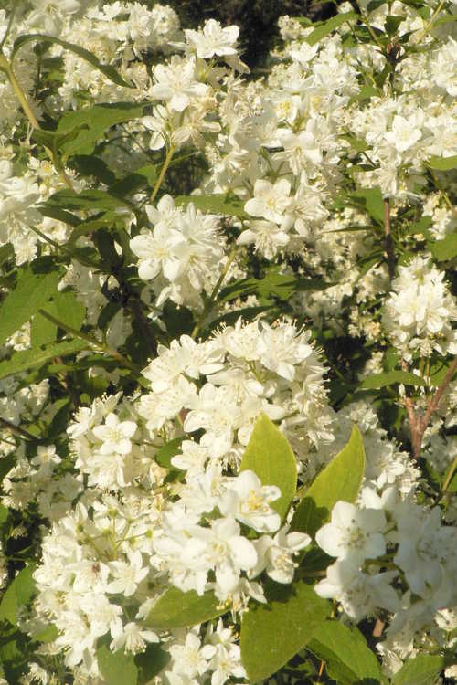 Rounded clusters of white flowers.