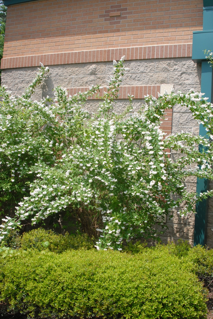 Shrub with clusters of white flowers.