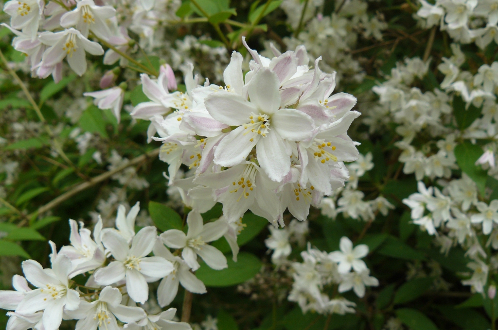 Cluster of white star-shaped flowers.