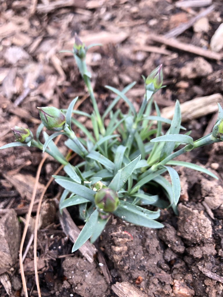 Constant Beauty Crush Rose - Flower bud - March 23 - Wake Co., N