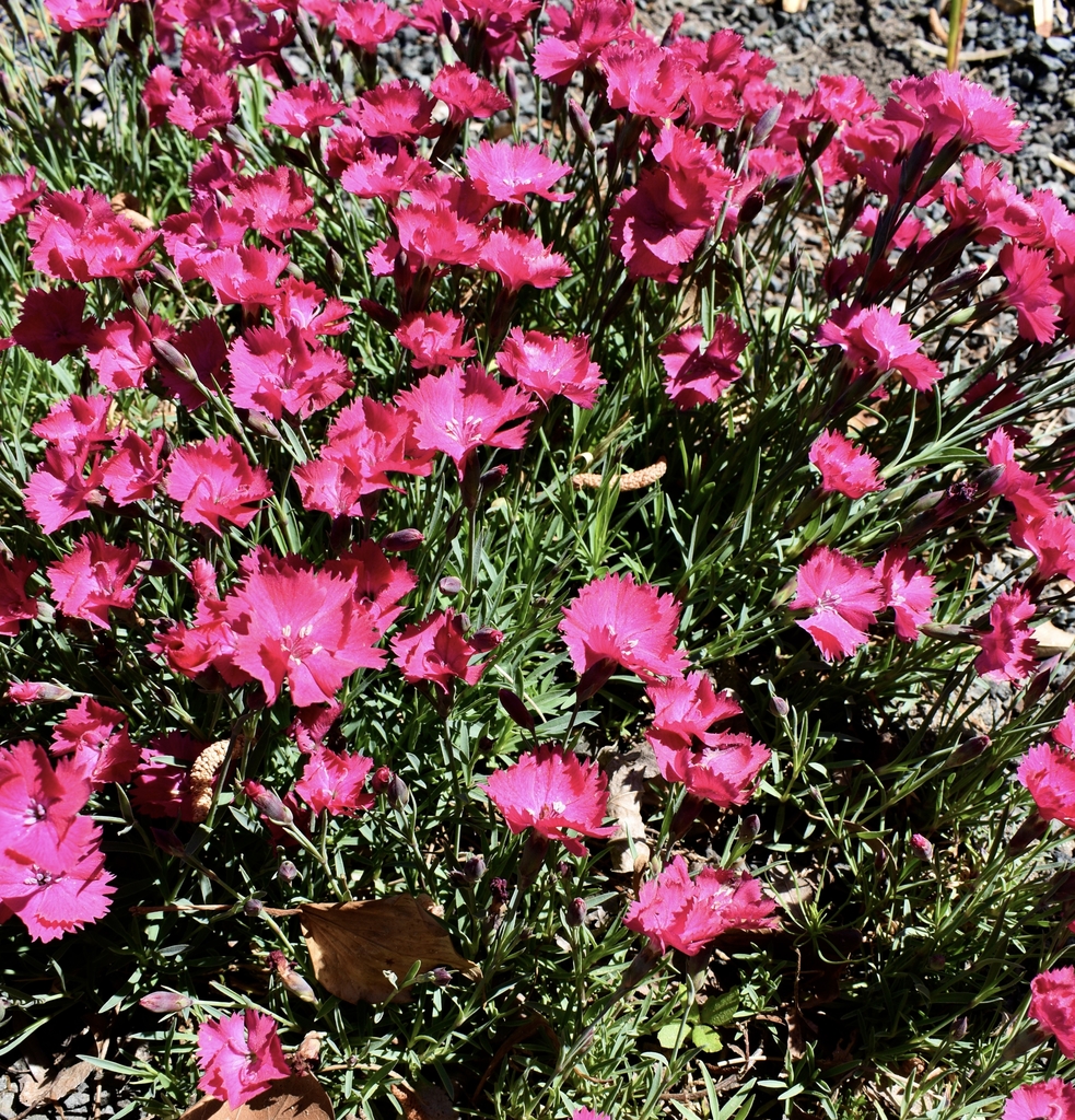 'Vivid Bright Light' Form - April 22 - Wake Co., NC