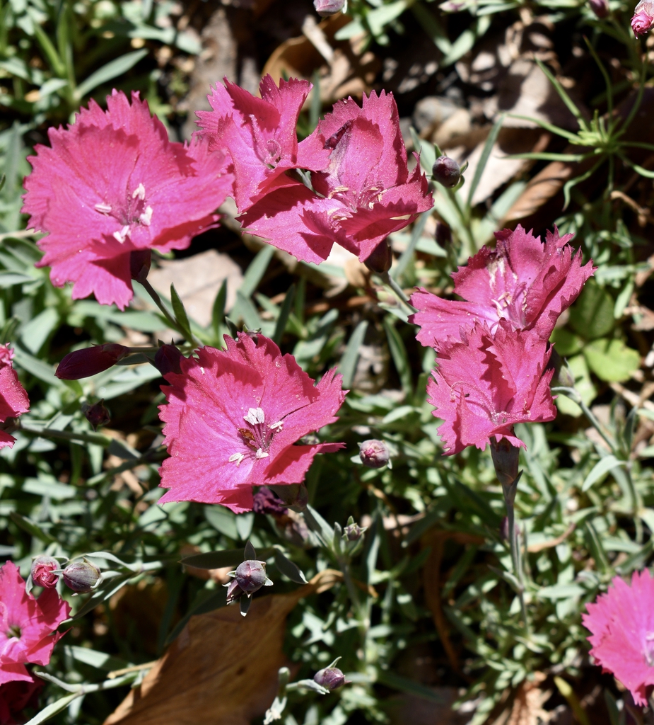 'Vivid Bright Light' Flowers & Bud - April 22 - Wake Co., NC