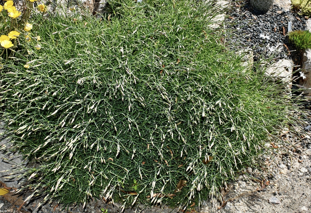 Dianthus arenarius form mounding