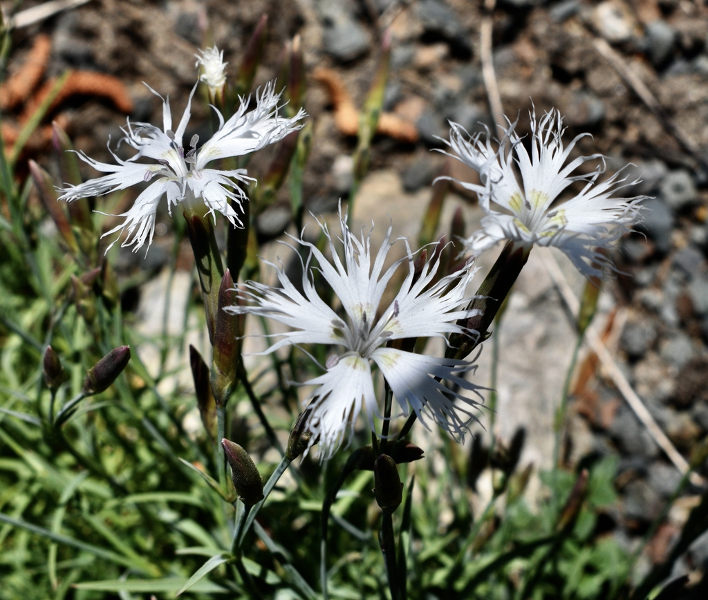 fragrant white fringed flowers