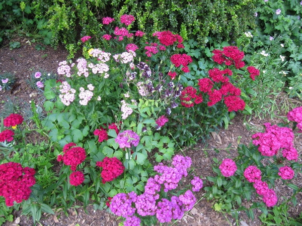Dianthus barbatus