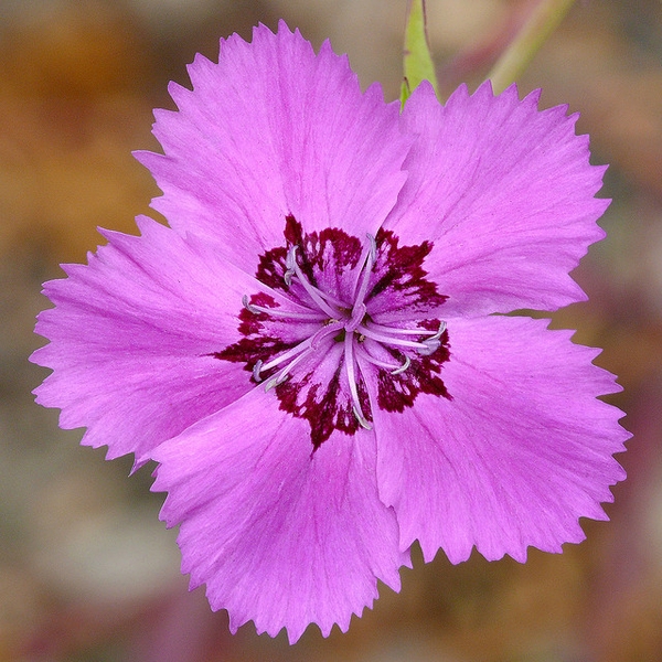 Dianthus chinensis