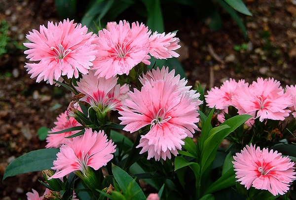 Dianthus chinensis