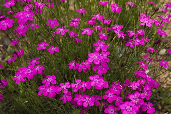 Dianthus chinensis