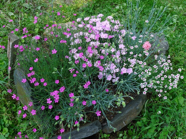 Dianthus plumarius