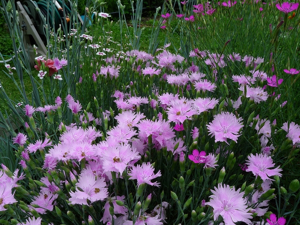 Dianthus plumarius