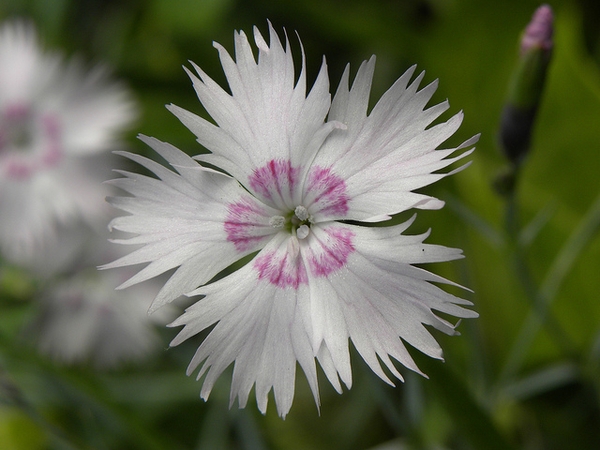Dianthus plumarius
