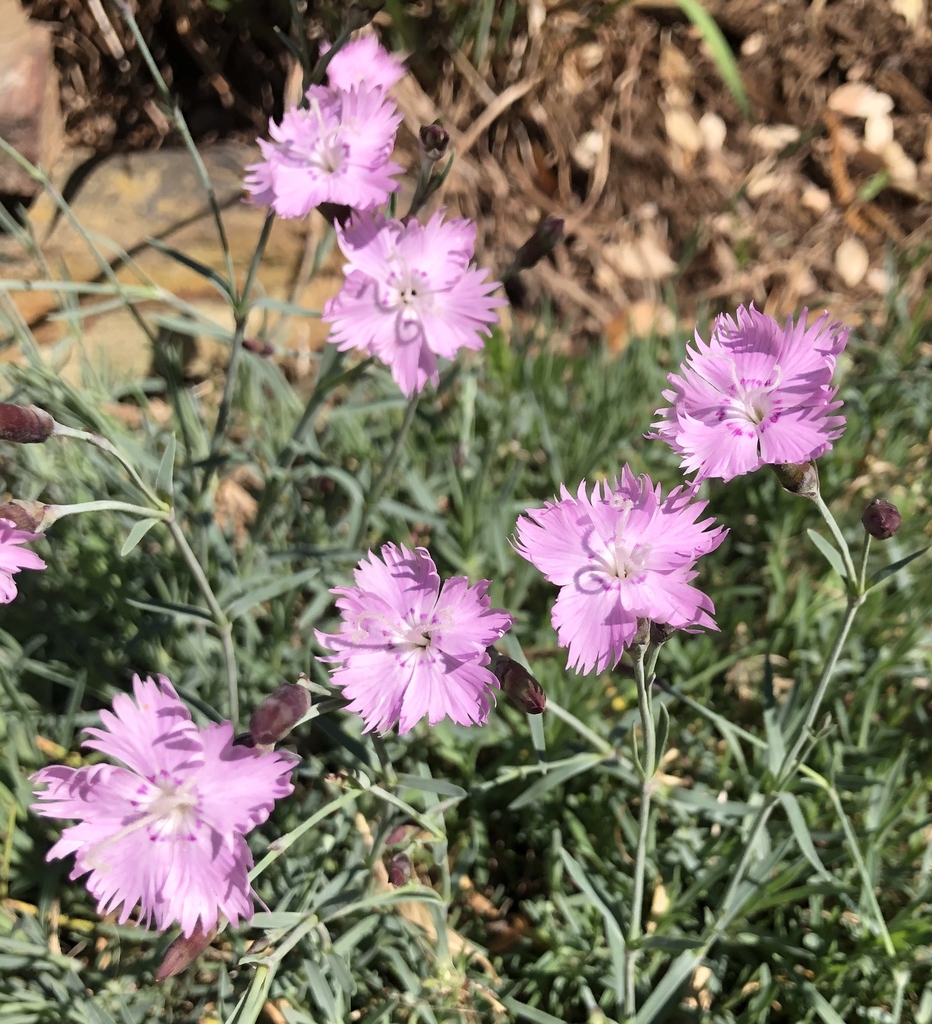 Dianthus plumarius