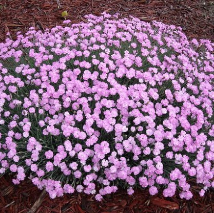 Dianthus plumaris