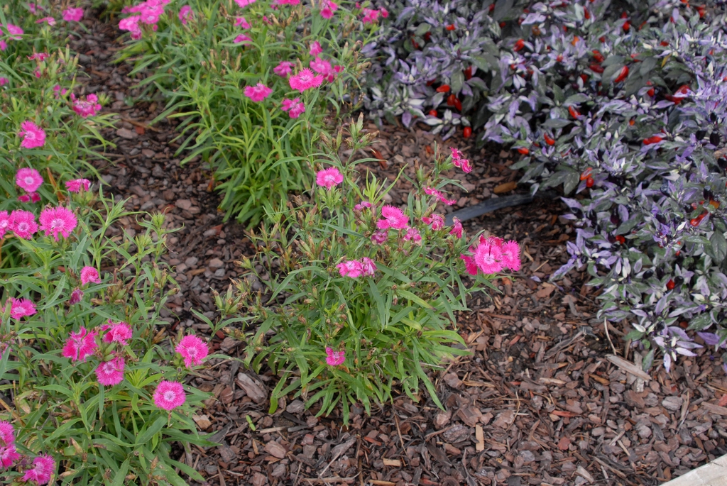 Dianthus barbatus