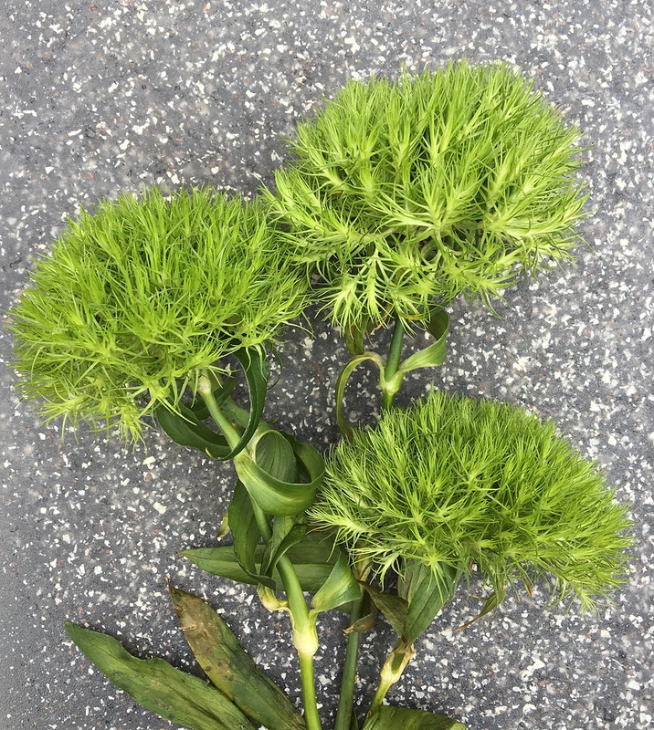 Three inflorescences that have dense clusters of green bracts.