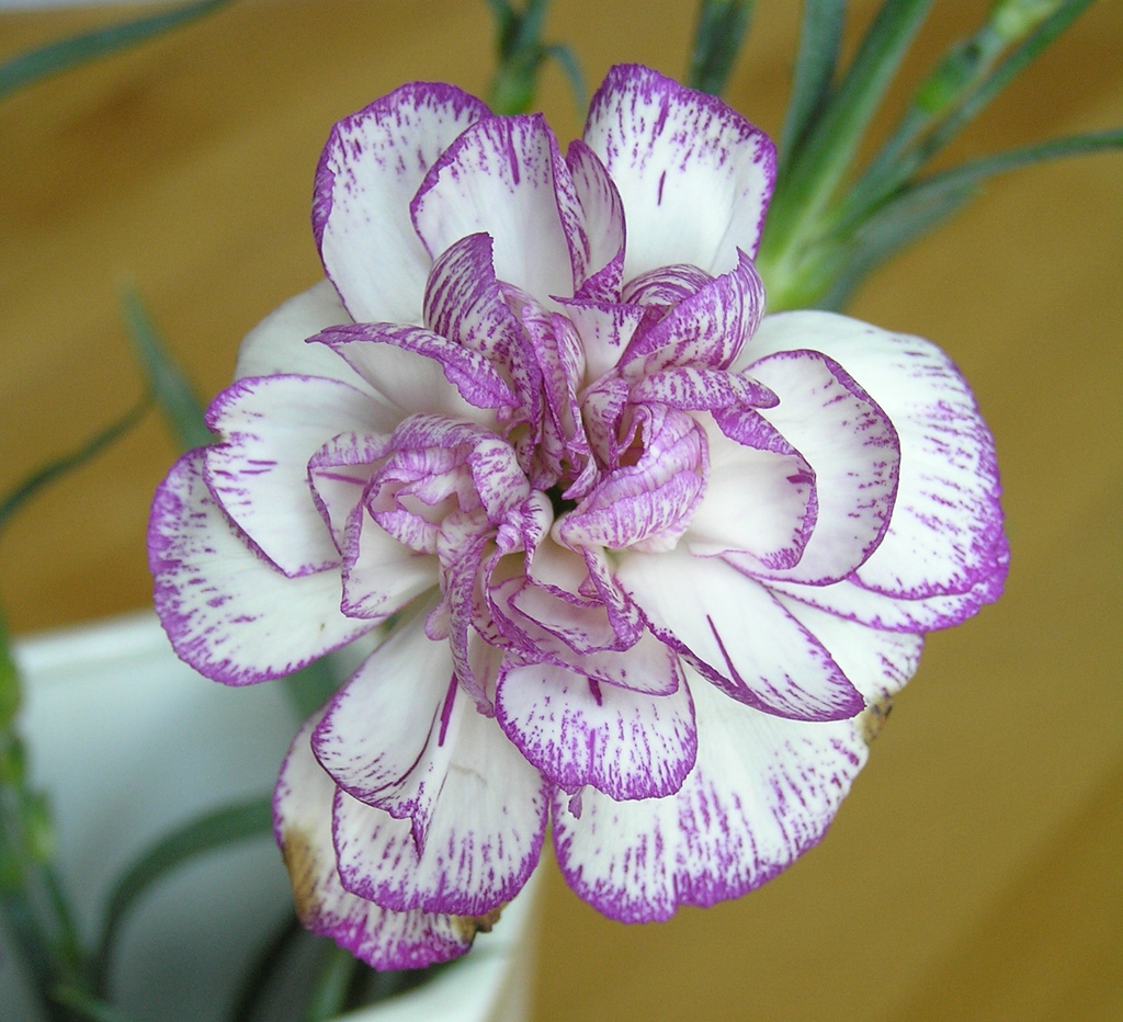 Dianthus caryophyllus flower