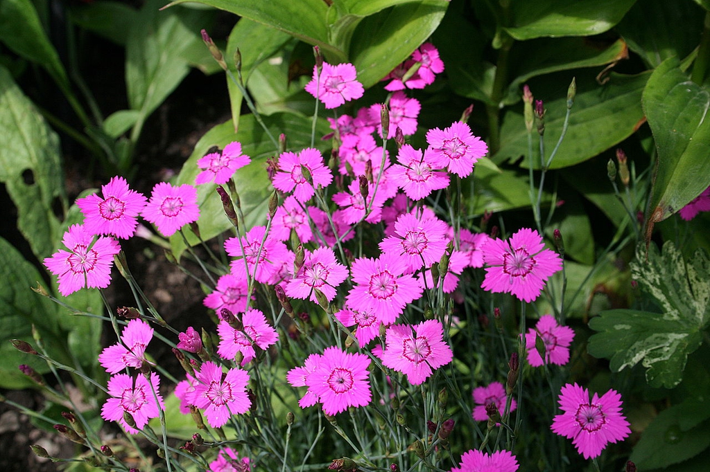 Flowers