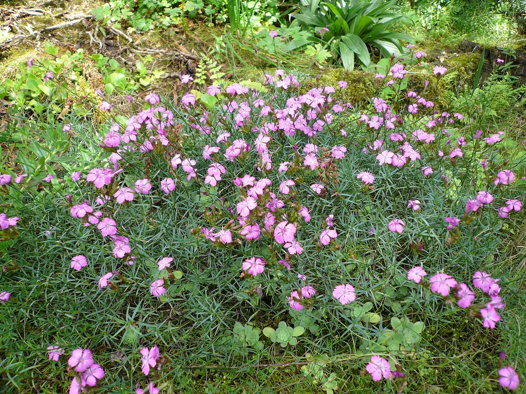 Form