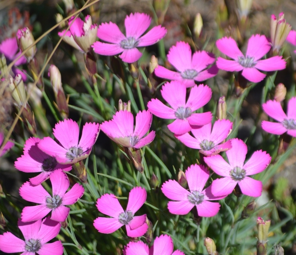 Pink flowers with ragged petal edges and dark eyes