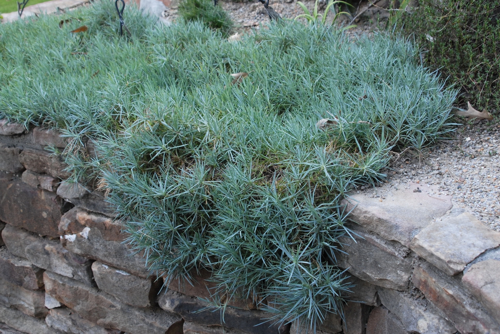 Dianthus plumaris