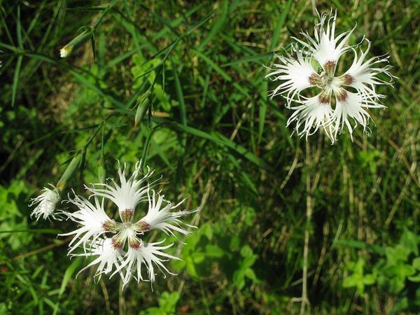 Dianthus plumarius