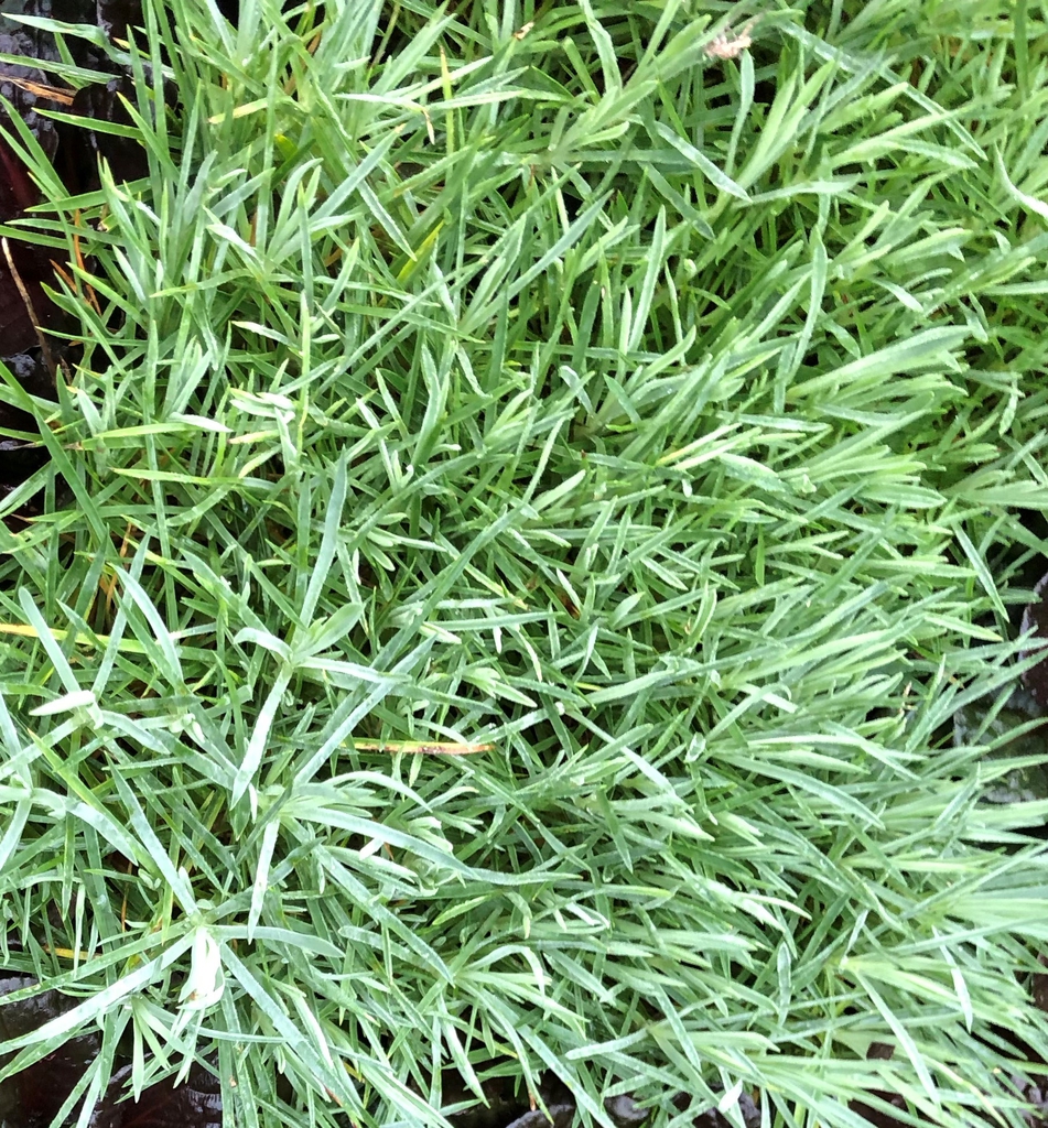 Dianthus plumarius 'Cottage Pink' foliage, Wake County, NC