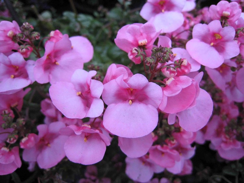 clusters of pink, two-lipped flowers