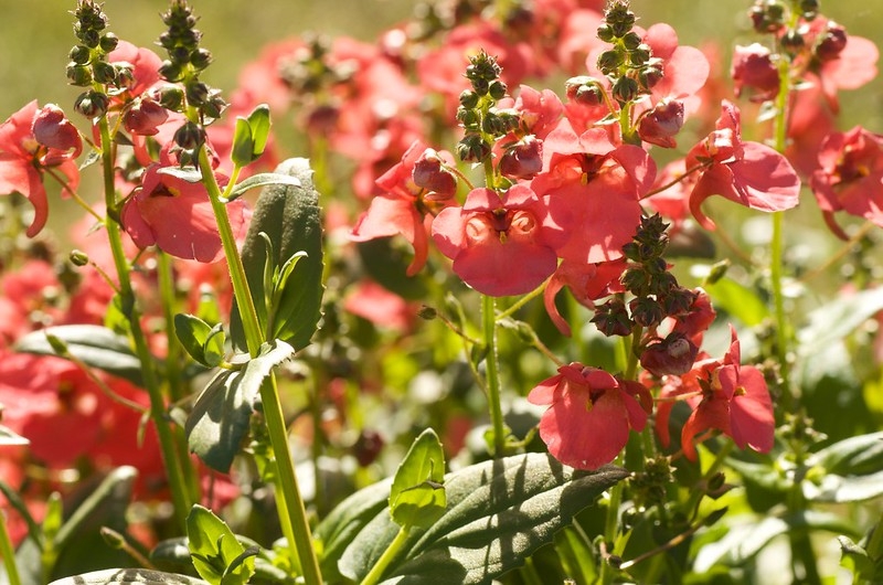 masses of coral pink flowers.