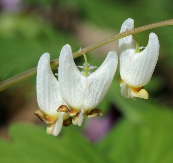 Dicentra cucullaria