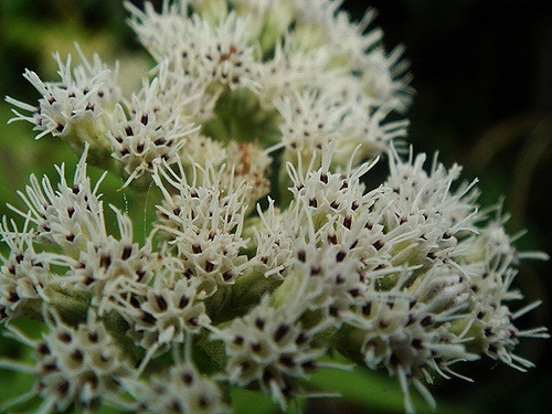 Eupatorium perfoliatum