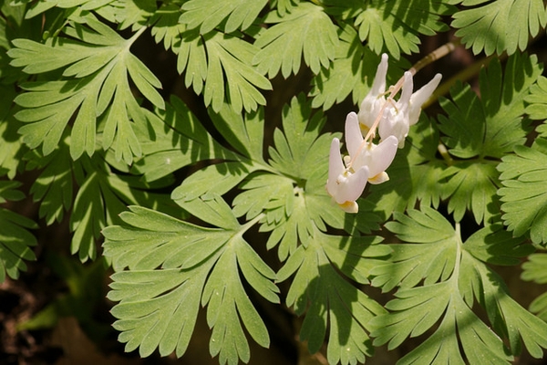 Dicentra cucullaria