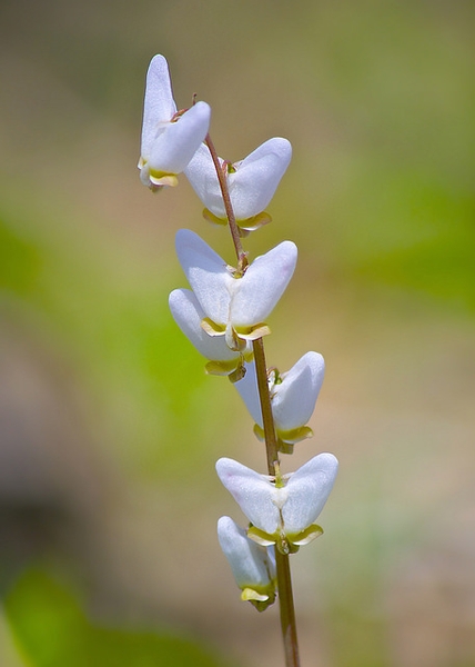 Dicentra cucullaria