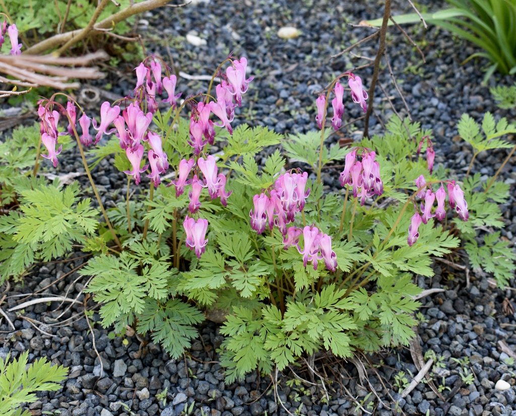 Form