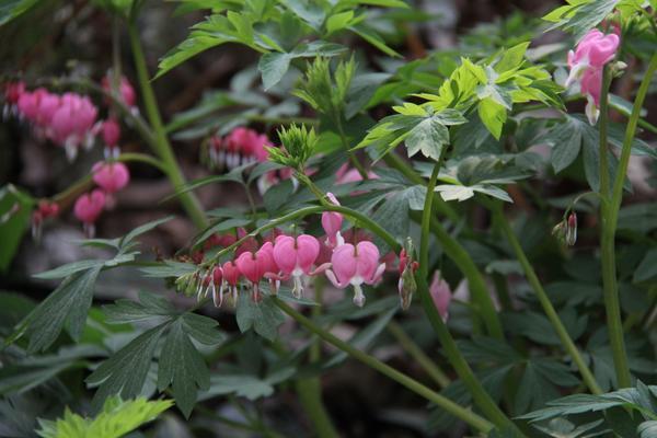Dicentra spectabilis