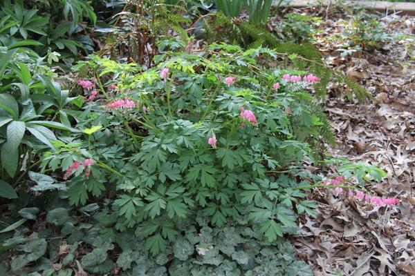 Dicentra spectabilis