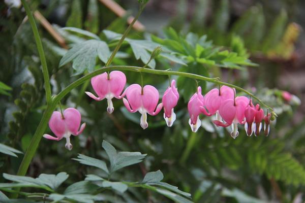 Dicentra spectabilis