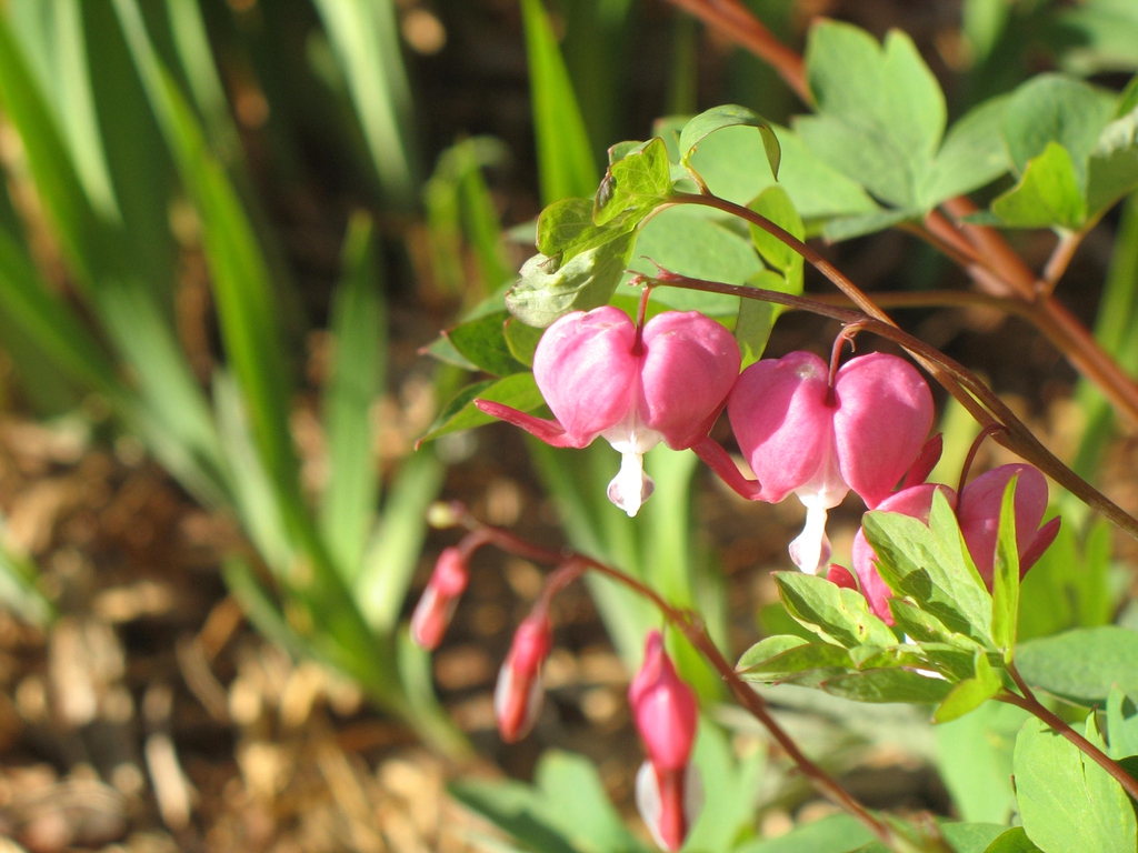 flower, Great Smoky Mts National Park
