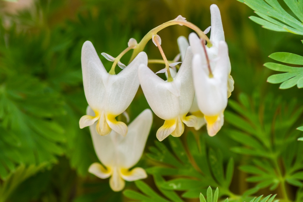 leaves and flowers
