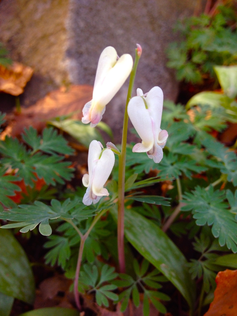 Flower and leaves