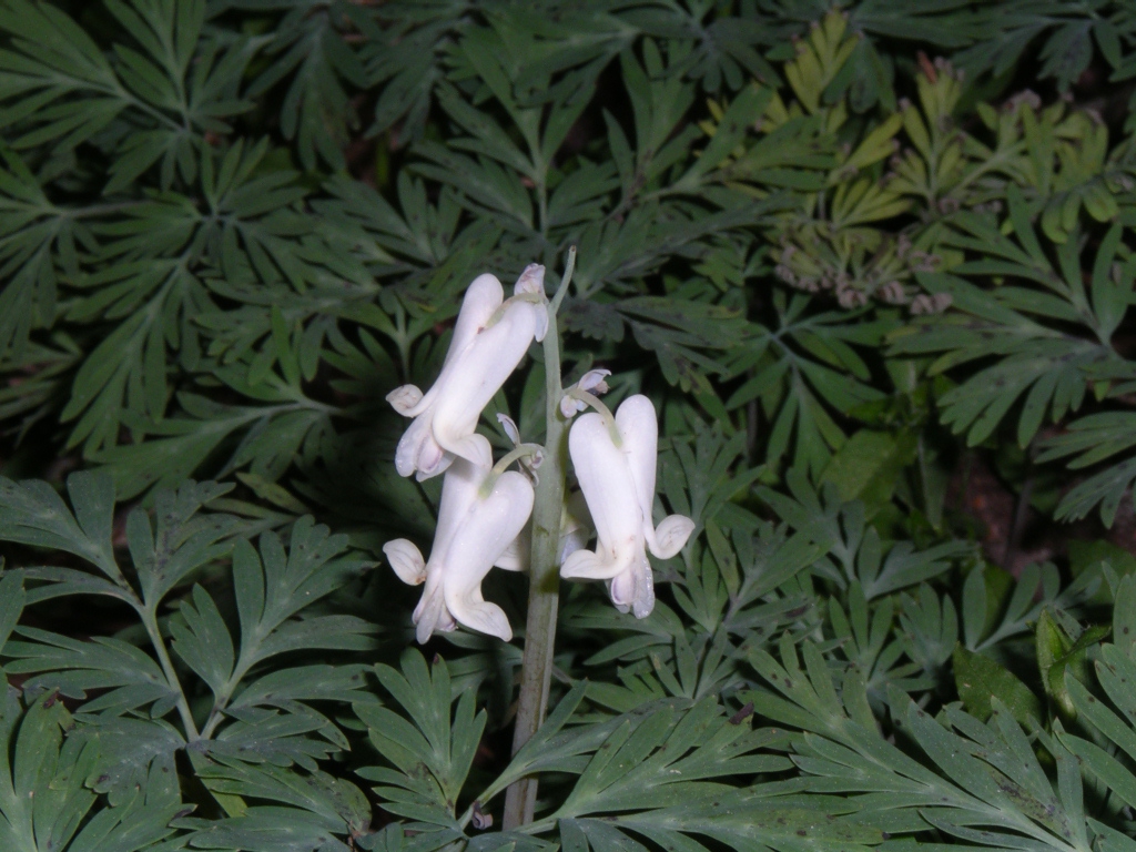 Flower and leaves