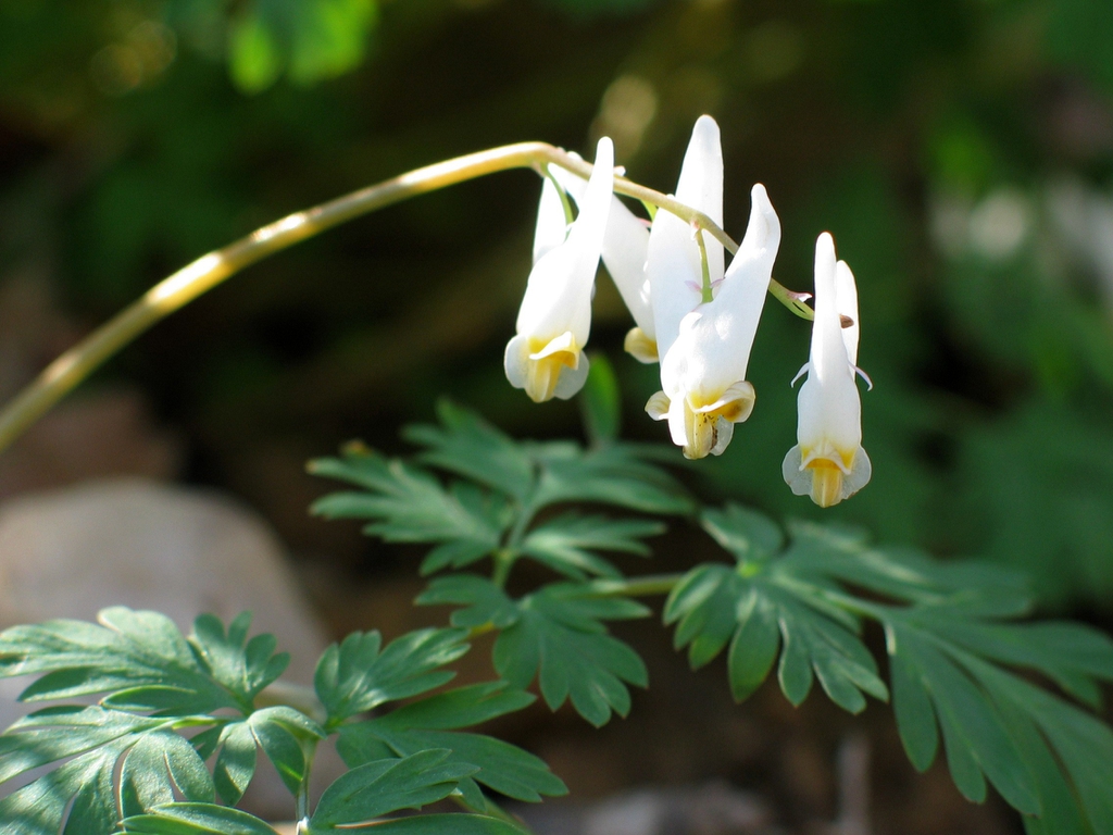 leaves and flowers