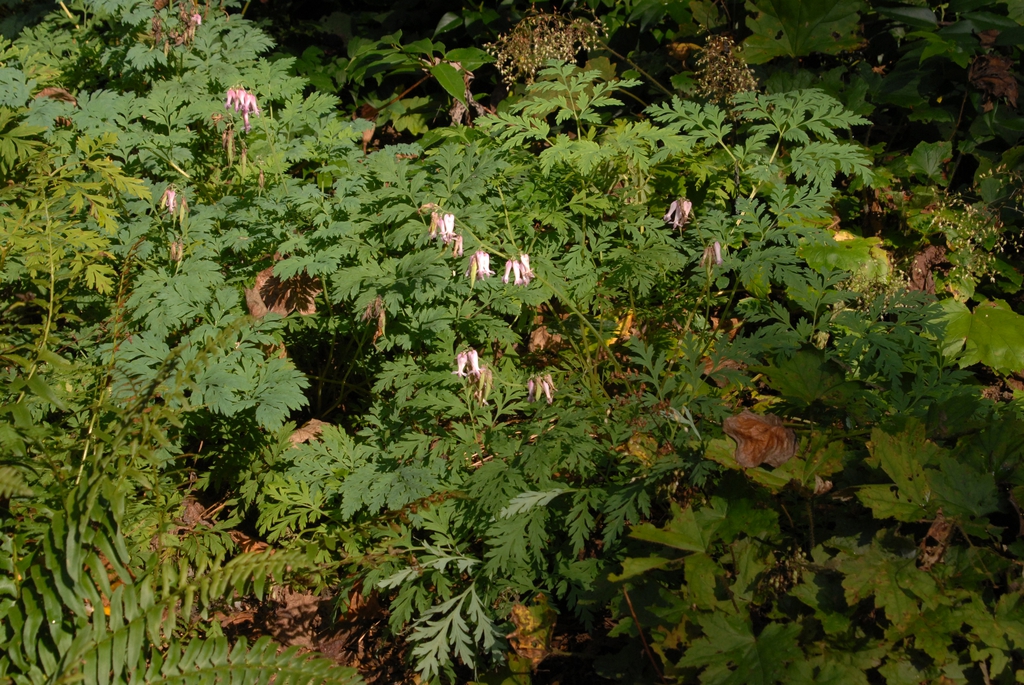 Dicentra eximia