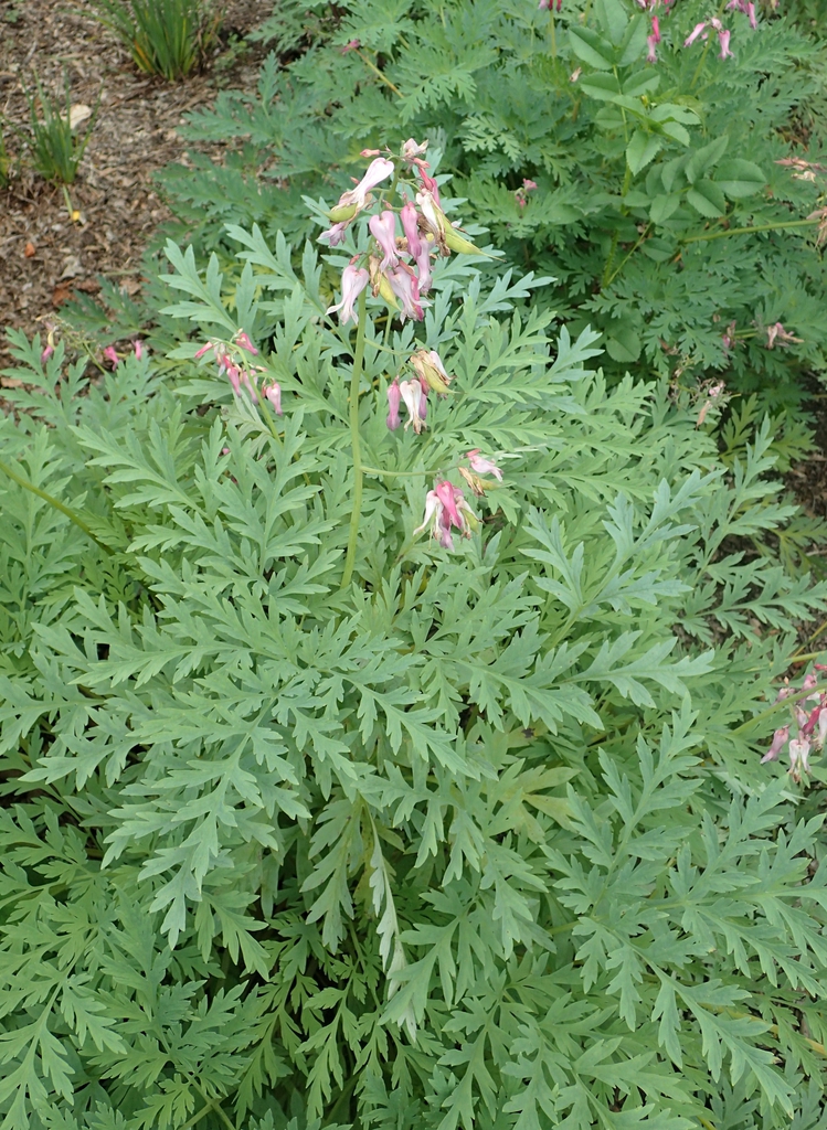 Leaves and flowers