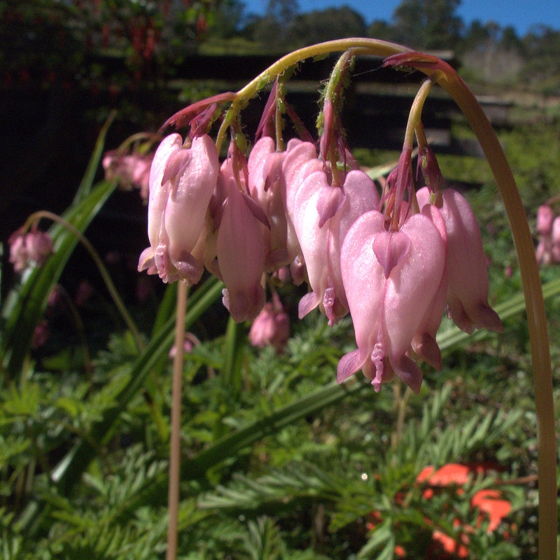 Close-up of pink pendulous flowers.