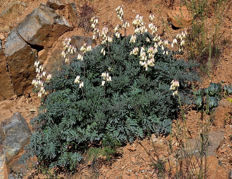A clump of ferny foliage bearing spray of white flowers.
