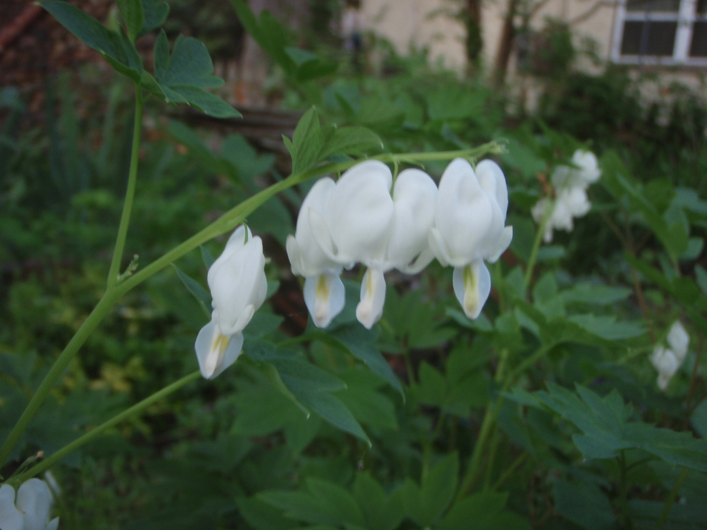 'Alba' Flower